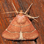Stemmatophora perrubralis